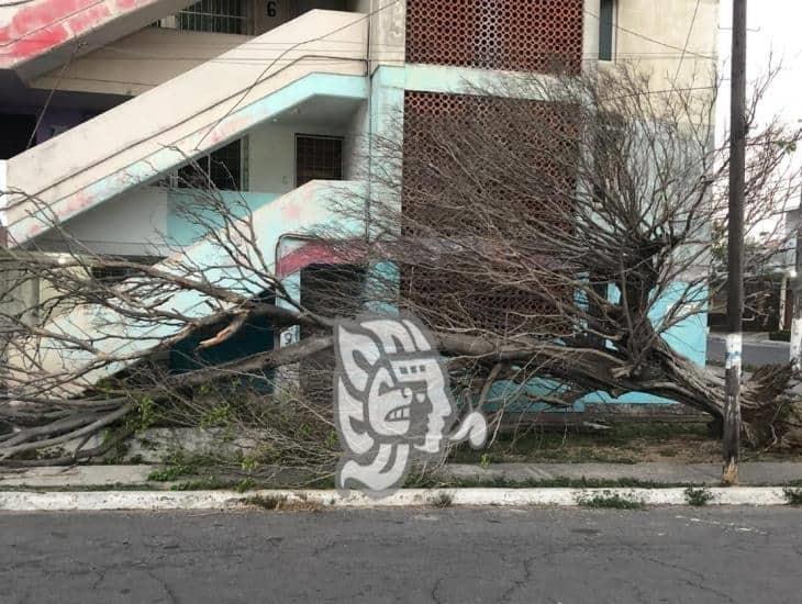 Árboles caídos y láminas desprendidas, entre los reportes por norte en Veracruz