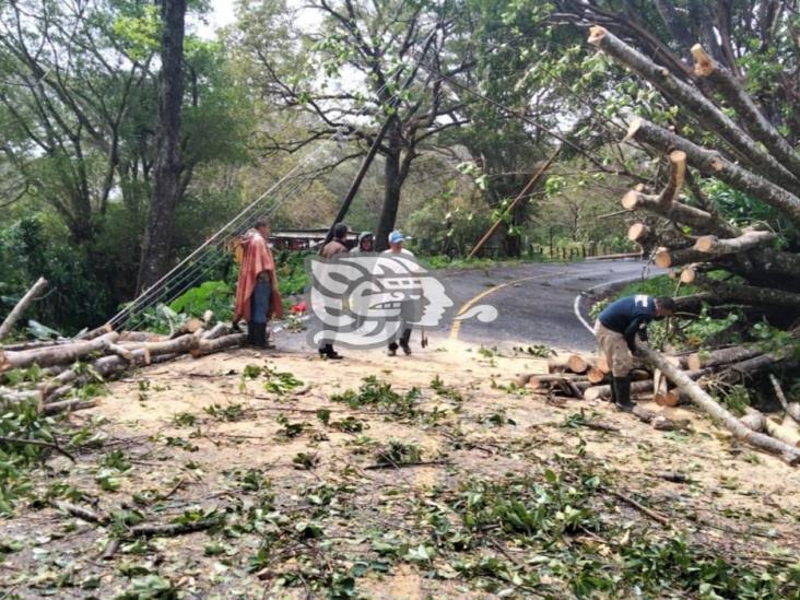 Vientos del norte derriban árbol y poste de luz en Catemaco