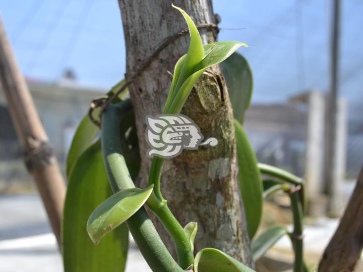 A la baja, producción de vainilla en zona norte de Veracruz, afirman