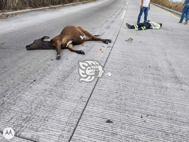 Motociclista impacta contra una vaca en la Veracruz-Xalapa; no logró frenar