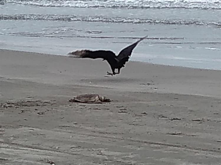 Hallan tortuga muerta en playa de Alvarado
