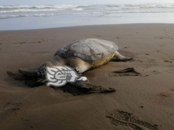 Aparece otra tortuga muerta en Coatzacoalcos