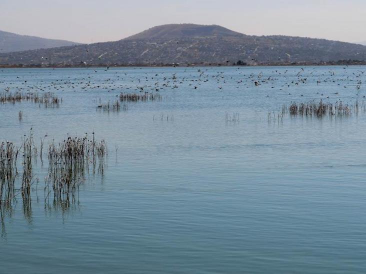 Federación Declara área Natural Protegida Al Lago De Texcoco 5214