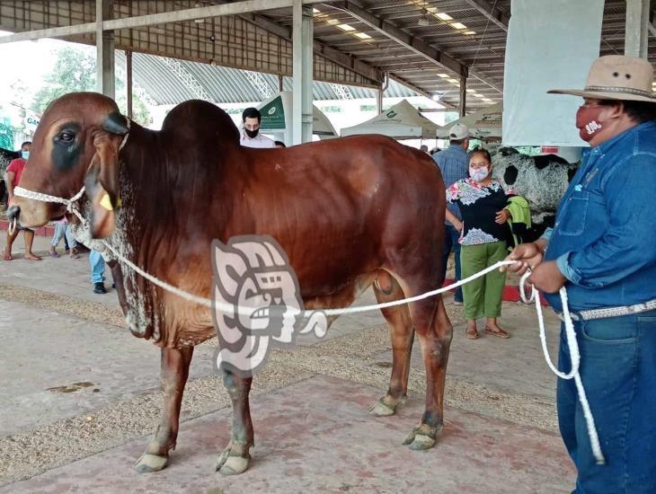 Anuncian tianguis ganadero en Acayucan.