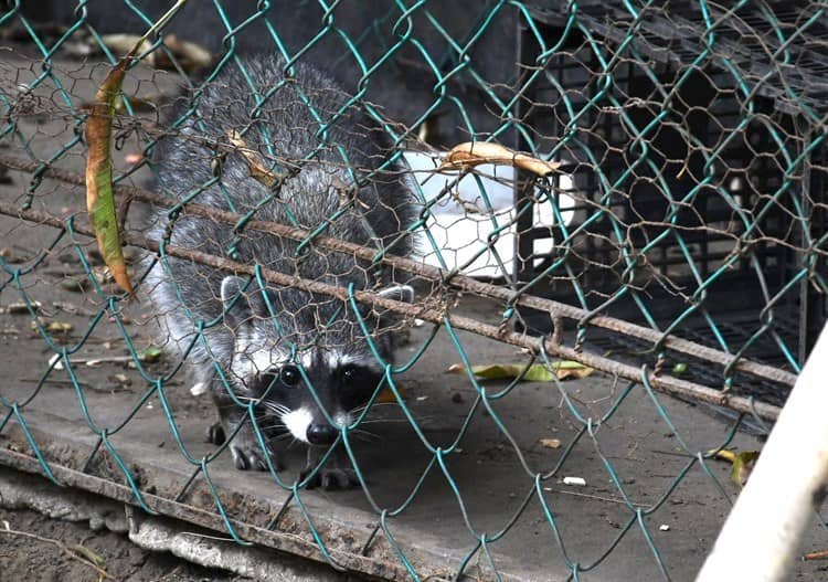 Urgen inversión para mantenimiento de zoológico en Veracruz