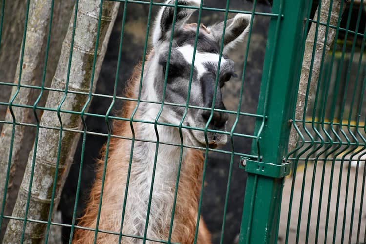 Urgen inversión para mantenimiento de zoológico en Veracruz