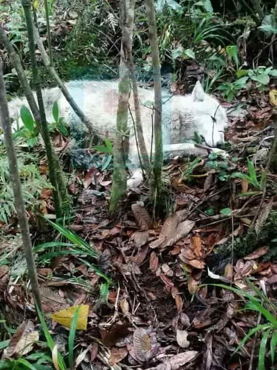 Capturan a ejemplar de Lobo Blanco en Huatusco