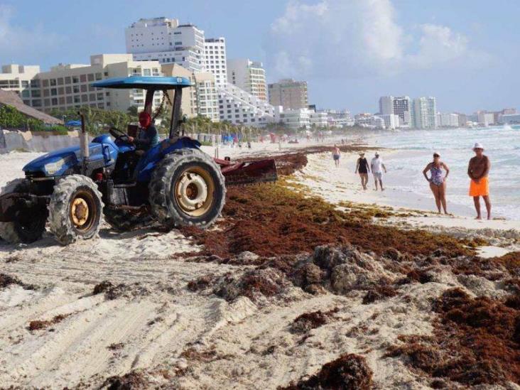 Sargazo cubre playas de Quintana Roo, servicios turísticos se preparan