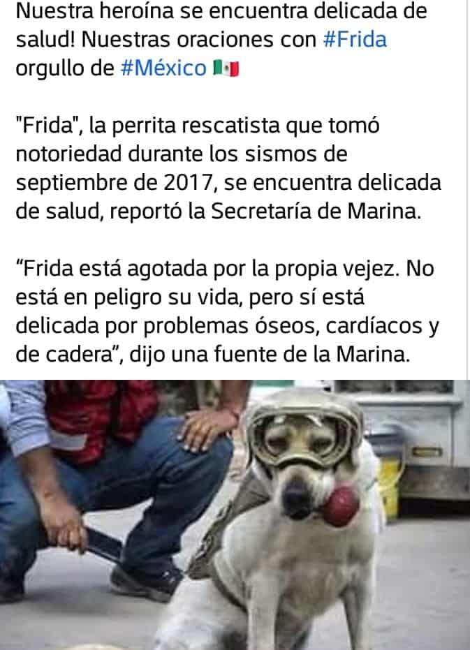 Frida, perrita rescatista en terremotos, está delicada de salud