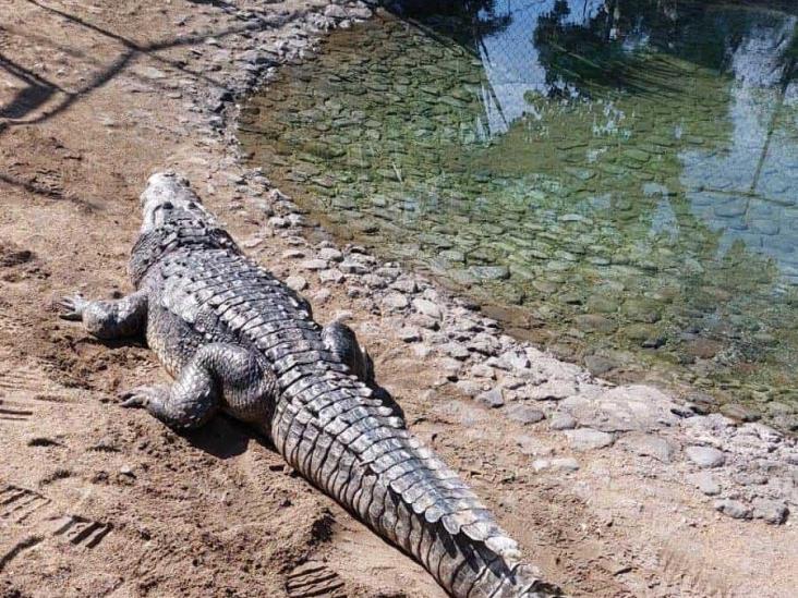 Un enorme inquilino llegó al Paseo del Río, en Orizaba