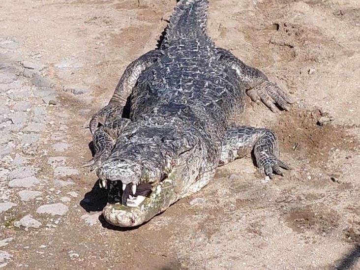 Un enorme inquilino llegó al Paseo del Río, en Orizaba