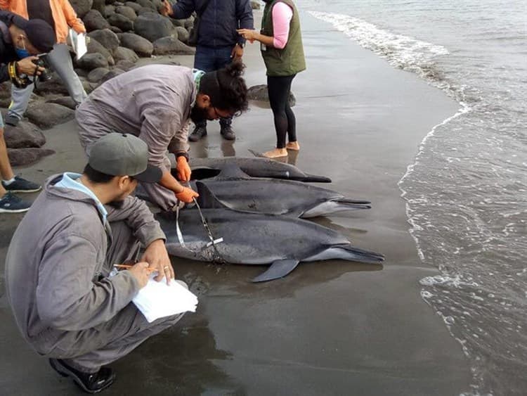 Estudiantes de Biología de la Universidad Veracruzana realizan necropsia a un delfín