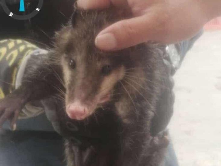 Rescatan a tlacuache en kinder de Mendoza