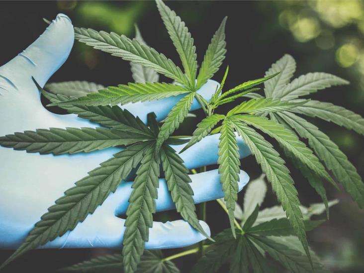 Empresa canadiense podrá cultivar marihuana en México