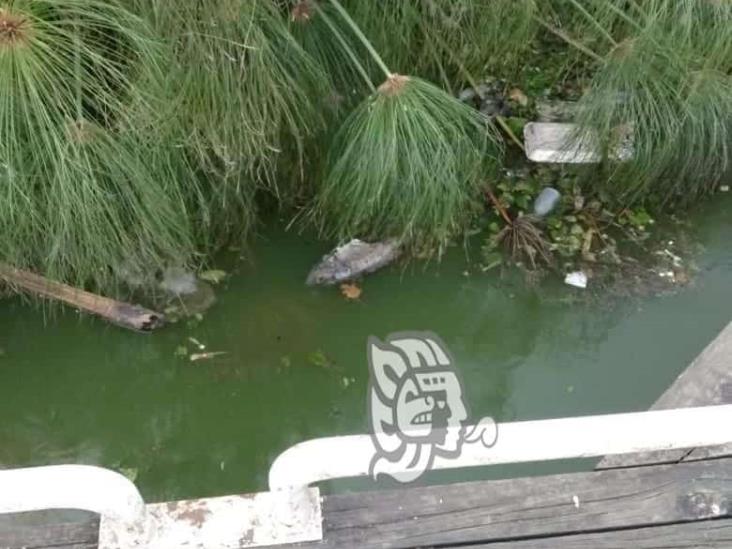 No solo hay basura; aparecen peces y aves muertas en Los Lagos