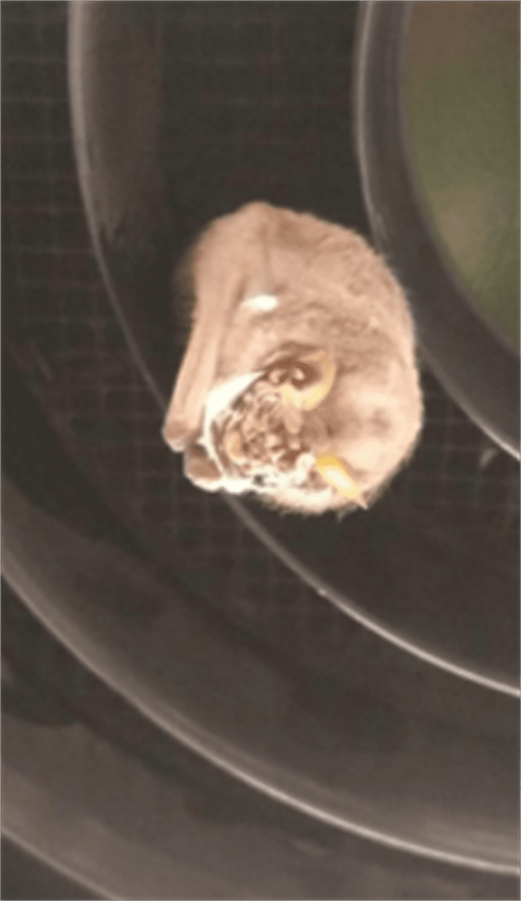 Rescatan a murciélago atorado en el Metro de CDMX