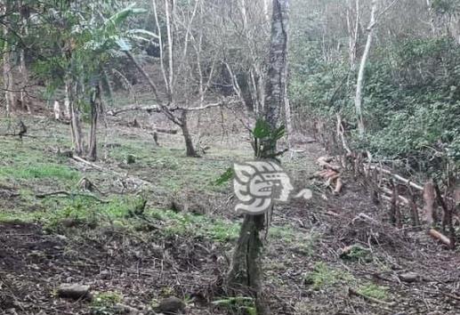 Siembra de tabaco, tras ecocidio en la Biósfera de Los Tuxtlas, denuncian