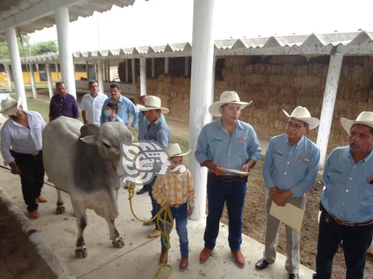 En Misantla se mejoran los hatos ganaderos: Orestes Mota