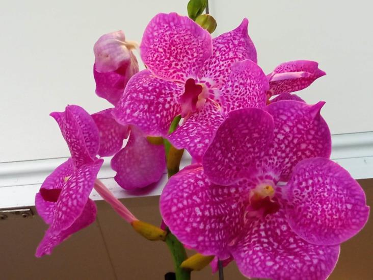 Orquídeas por la Paz; se inauguró en Coatepec XIII Festival Internacional