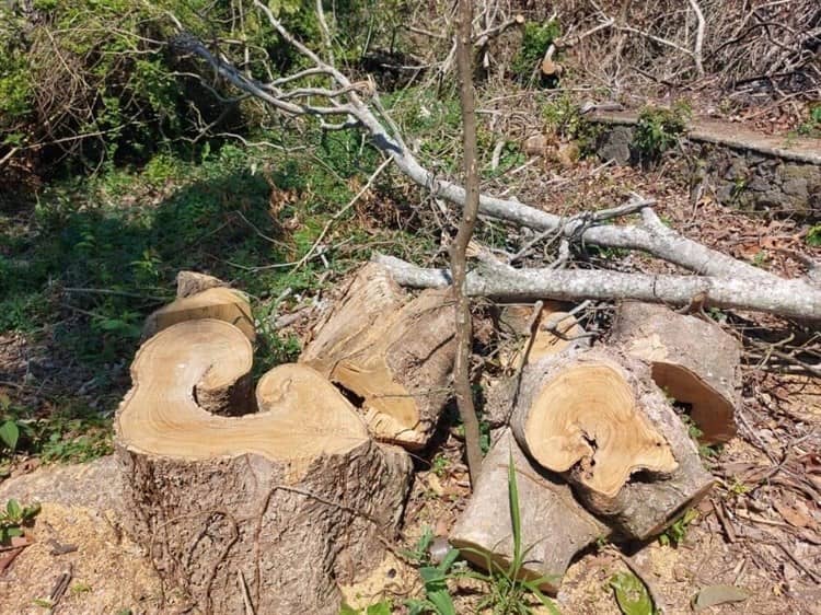 Clausuran tres predios en la Reserva de la Biosfera de los Tuxtlas