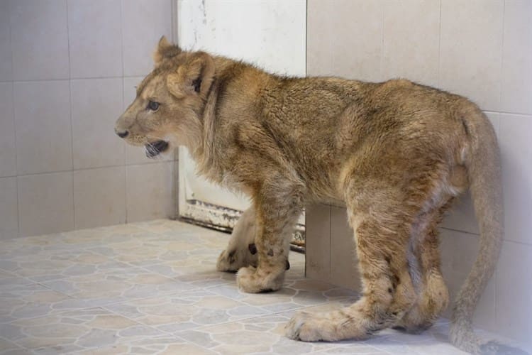 Resguardan a cachorro de león africano que deambulaba en Ecatepec