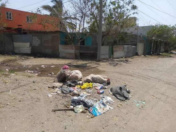 Denuncian vecinos que no hay recolección de basura en calles de Veracruz