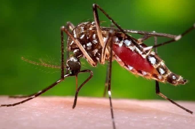 Hay 75 casos confirmados de dengue en Veracruz