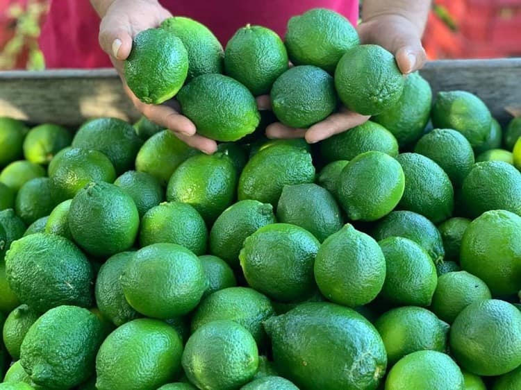 Taquerias de Veracruz en crisis de limones por los precios altos