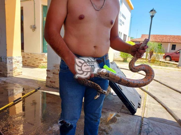 ¡El susto de su vida!; acayuqueño llevaba una serpiente de copiloto 