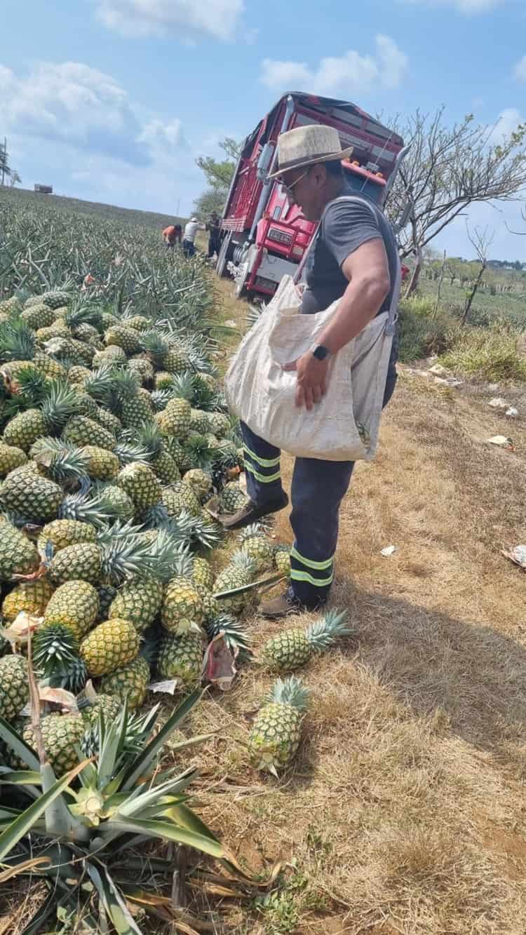 Veracruz, primer lugar en producción de piña a nivel nacional