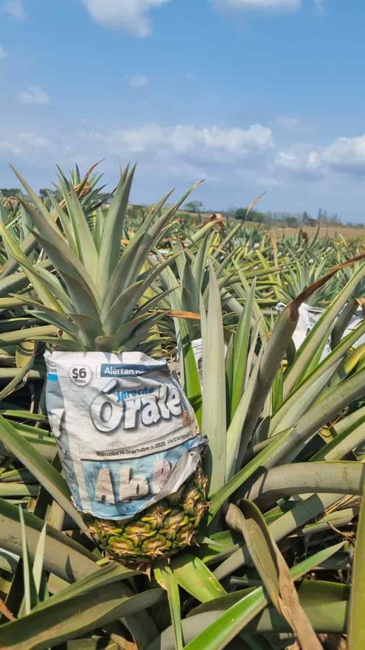 Veracruz, primer lugar en producción de piña a nivel nacional