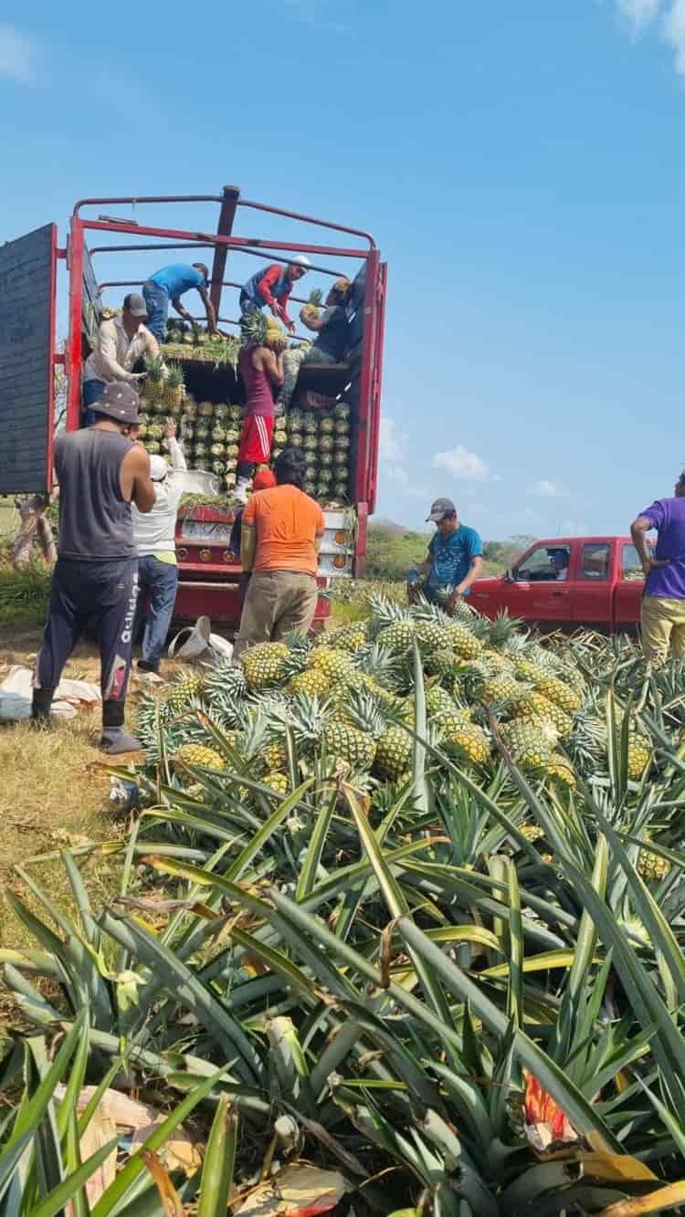 Veracruz, primer lugar en producción de piña a nivel nacional