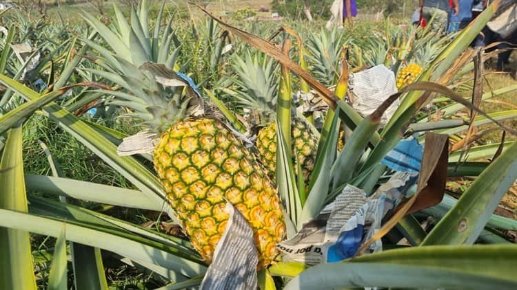 Veracruz, primer lugar en producción de piña a nivel nacional