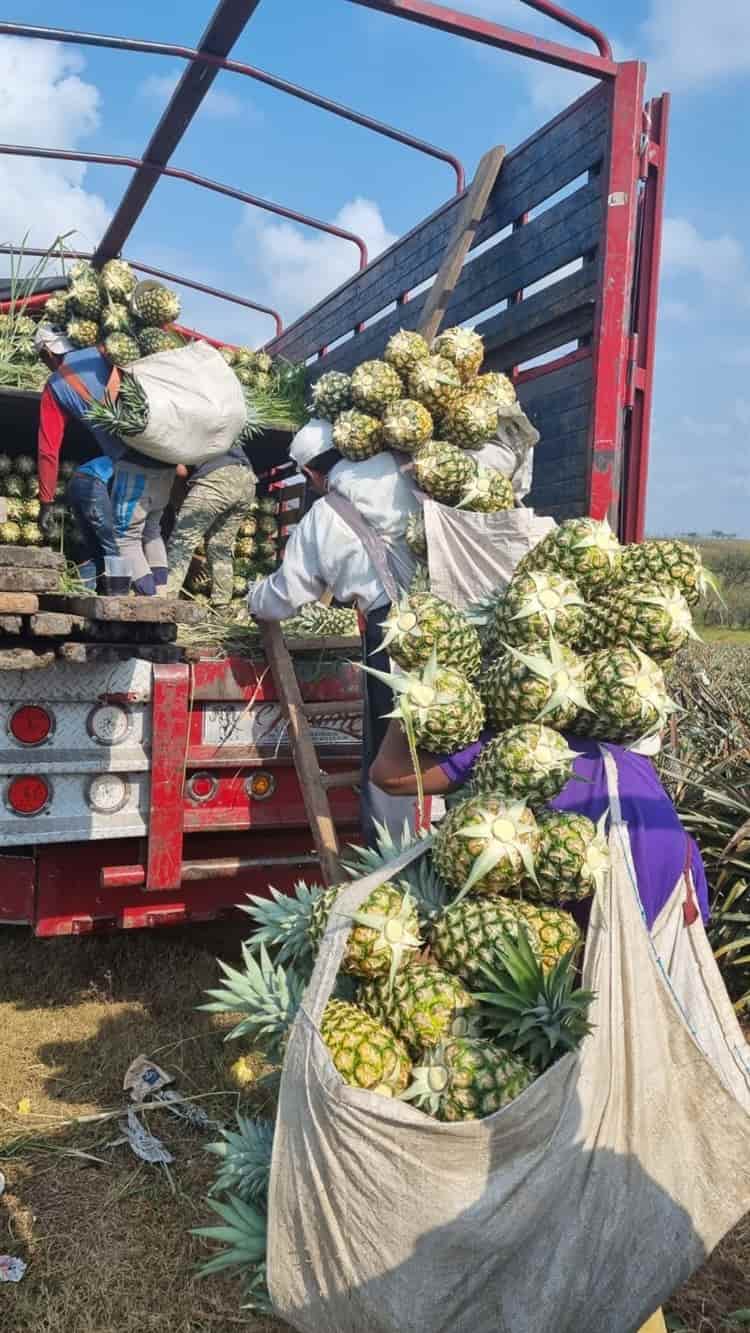 Veracruz, primer lugar en producción de piña a nivel nacional