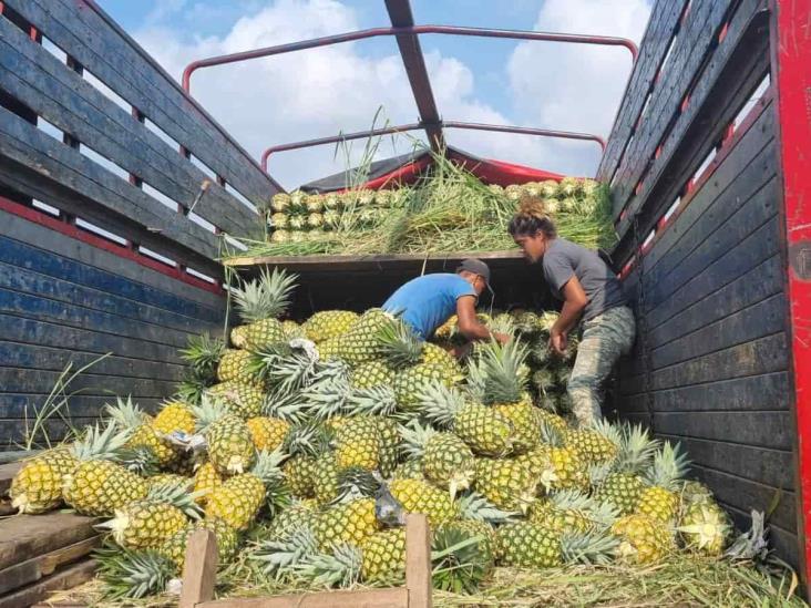 Veracruz, primer lugar en producción de piña a nivel nacional