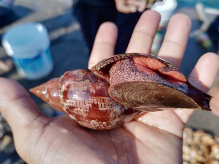 Comercio ilegal de especies marinas en Veracruz