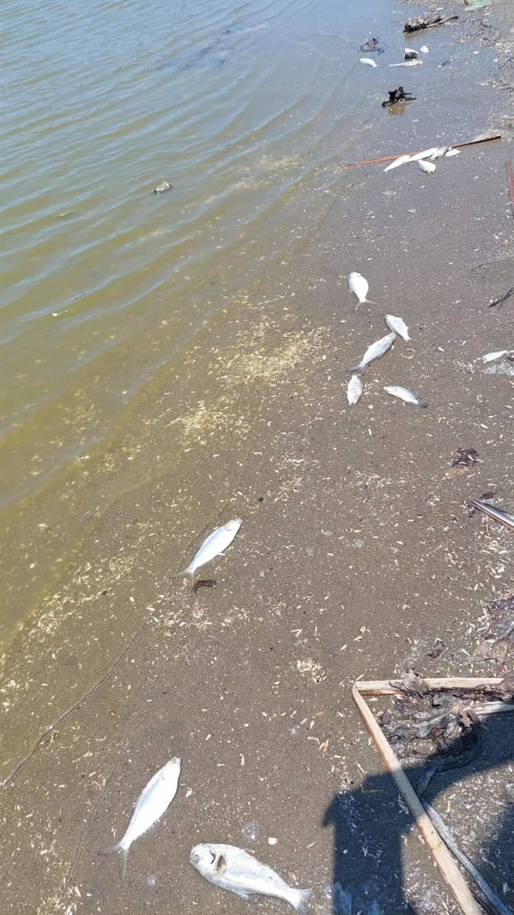 Pondrán en veda la laguna San Julián, en Veracruz