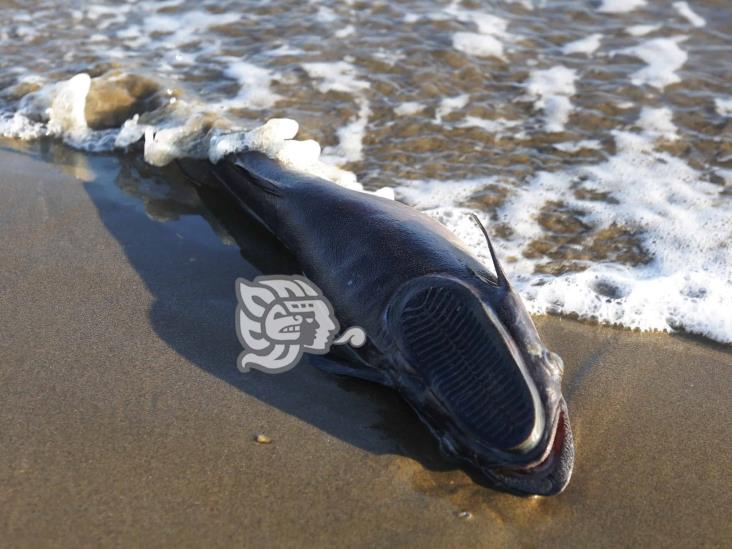 Encuentran sin vida a pez rémora en las playas de Coatzacoalcos