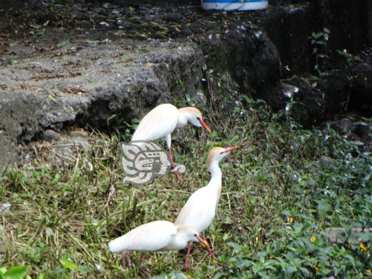 Habitantes de Misantla denuncian olores fétidos del arroyo Pailte