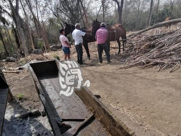 Herencia de familia; trapiche artesanal tirada por caballo y mulas