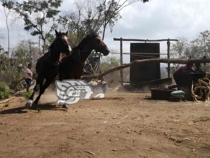 Herencia de familia; trapiche artesanal tirada por caballo y mulas