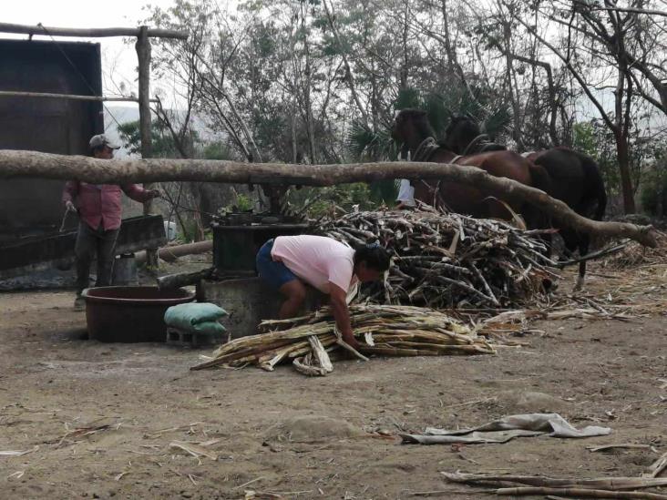 ¿Sabes que es el Trapiche?, conoce a una familia que vive de la molienda de azúcar