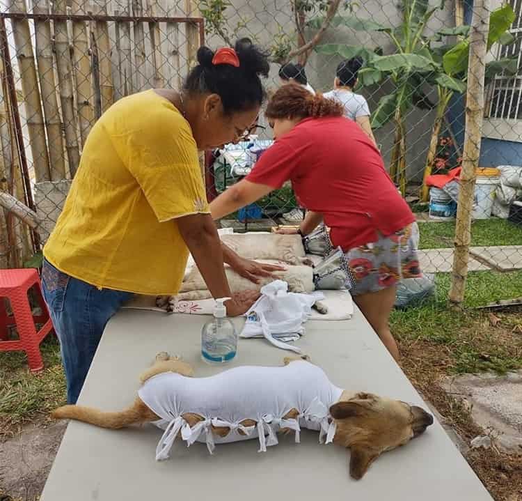 Emprenden programa de esterilización para mascotas en Arboledas San Miguel