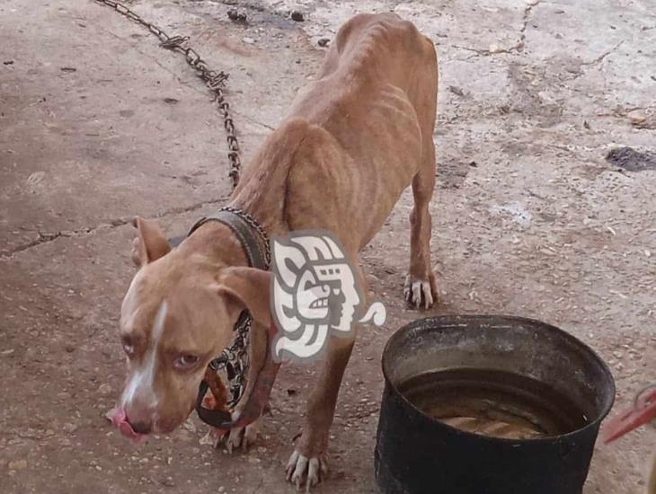 Perrita en desnutrición tras ser abandonada en domicilio de Agua Dulce 