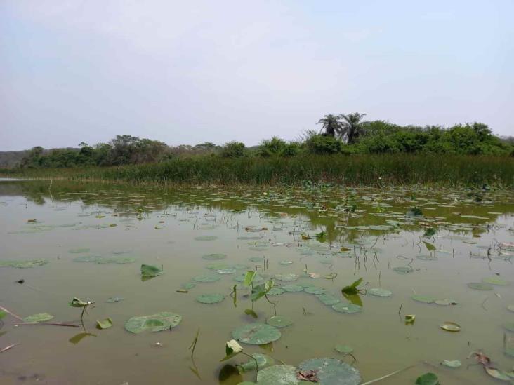 Gobierno de Veracruz y PMA dragarán la Laguna de San Julián