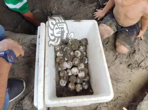Tortuga carey dejó 142 huevos en la playa Las Palmitas