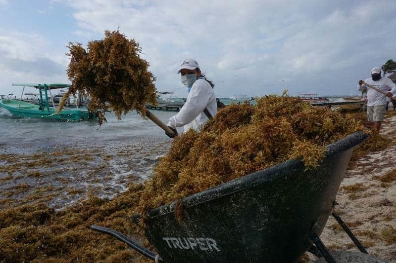 ‘Alarmante’ sargazo en Caribe Mexicano; se esperan 32 mil toneladas