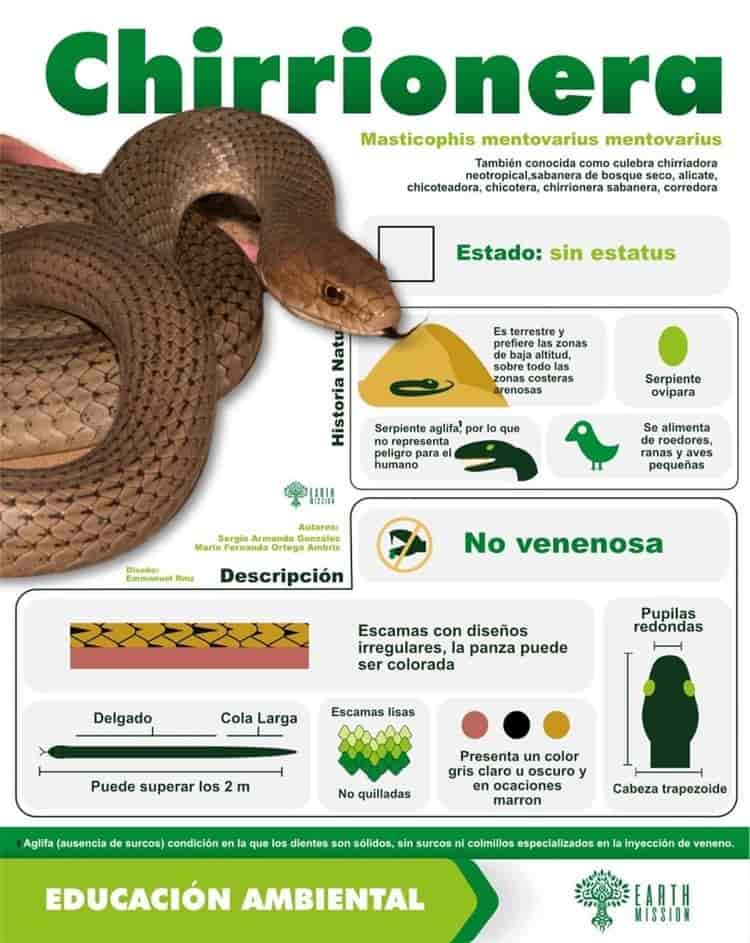 Crean guía de identificación de serpientes por avistamientos en Veracruz