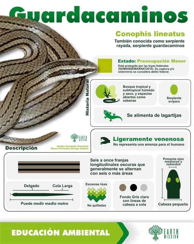 Crean guía de identificación de serpientes por avistamientos en Veracruz