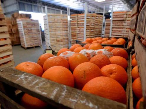 Veracruz, líder en producción de naranja en México